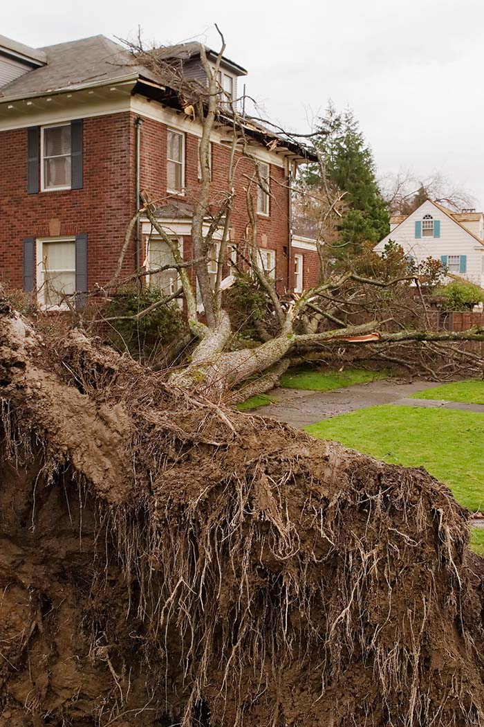 Arbor Master Tree Care LLC gallery 5