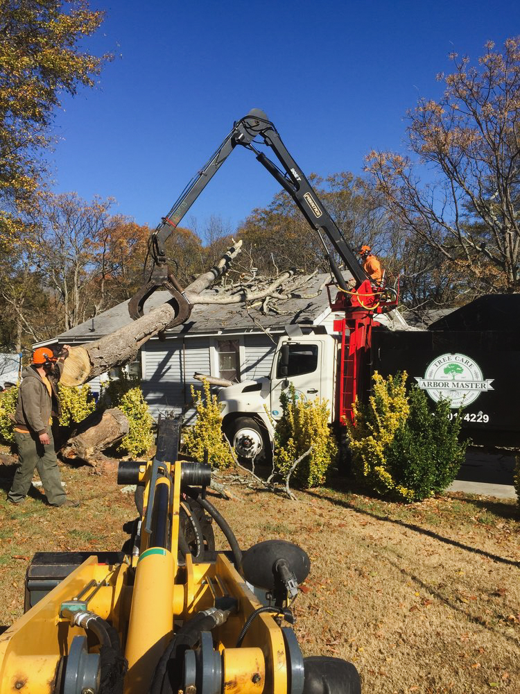 Arbor Master Tree Care LLC gallery 6